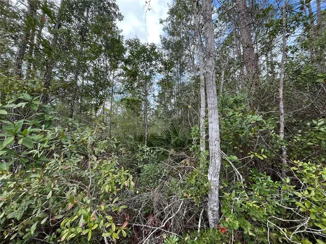 a view of a yard with large trees