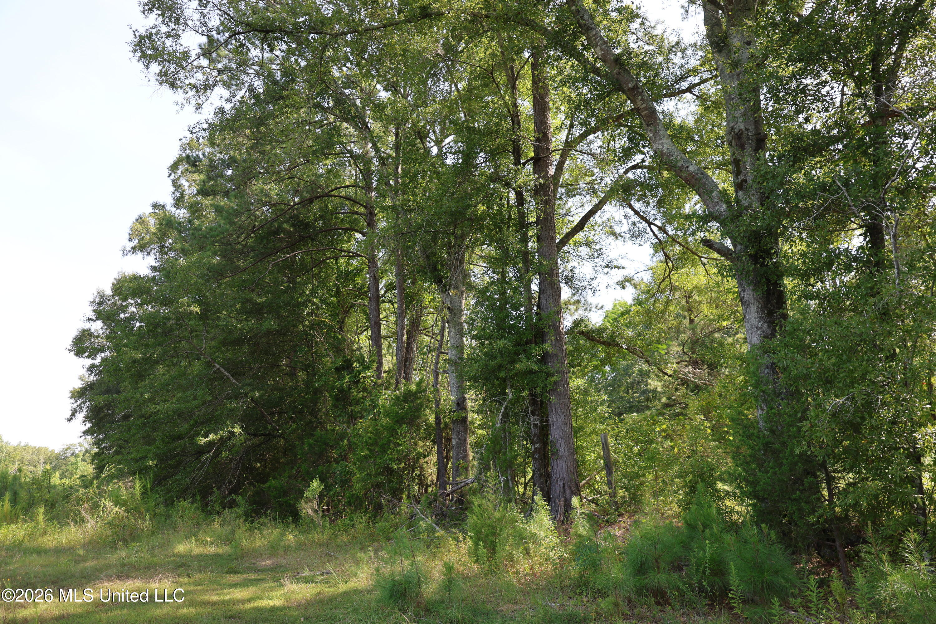 149 Gober Road Camden, MS 39045 - Photo 21 of 26 IMG_8275