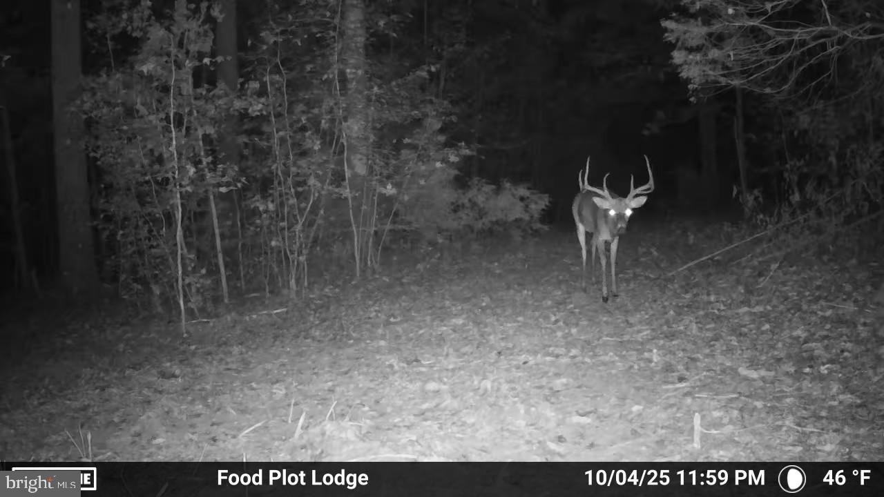 0 Harts Mill Road Mineral, VA 23117 - Photo 48 of 69 Nighttime visitor in the woods.