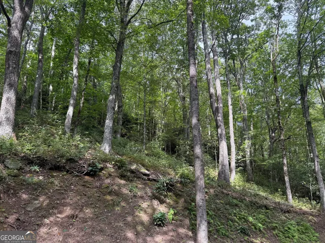 a view of a forest with trees