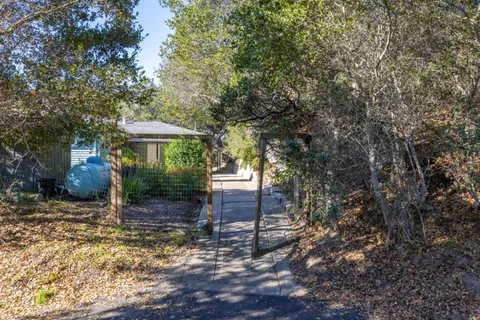 a view of a garden with plants and large trees