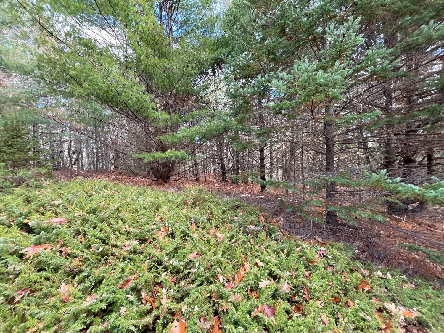 Lot #9-4 Oak Hill Road Mount Desert, ME 04660 - Photo 2 of 13 IMG_1034