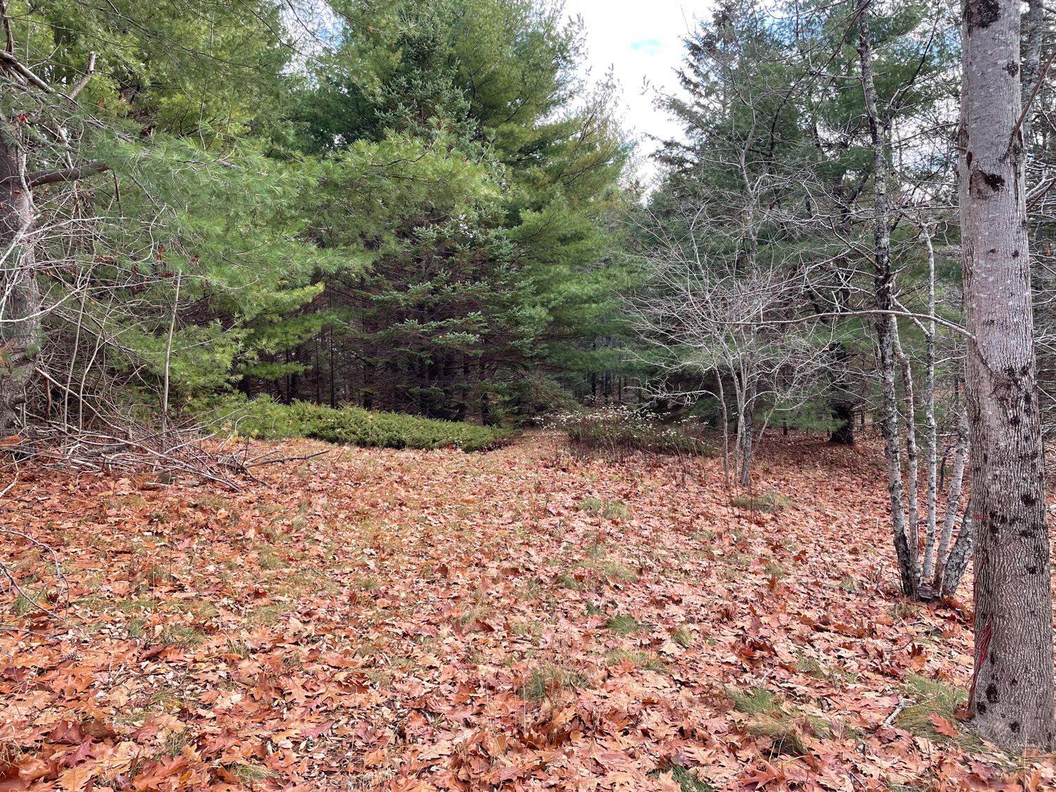 Lot #9-4 Oak Hill Road Mount Desert, ME 04660 - Photo 3 of 13 IMG_1029