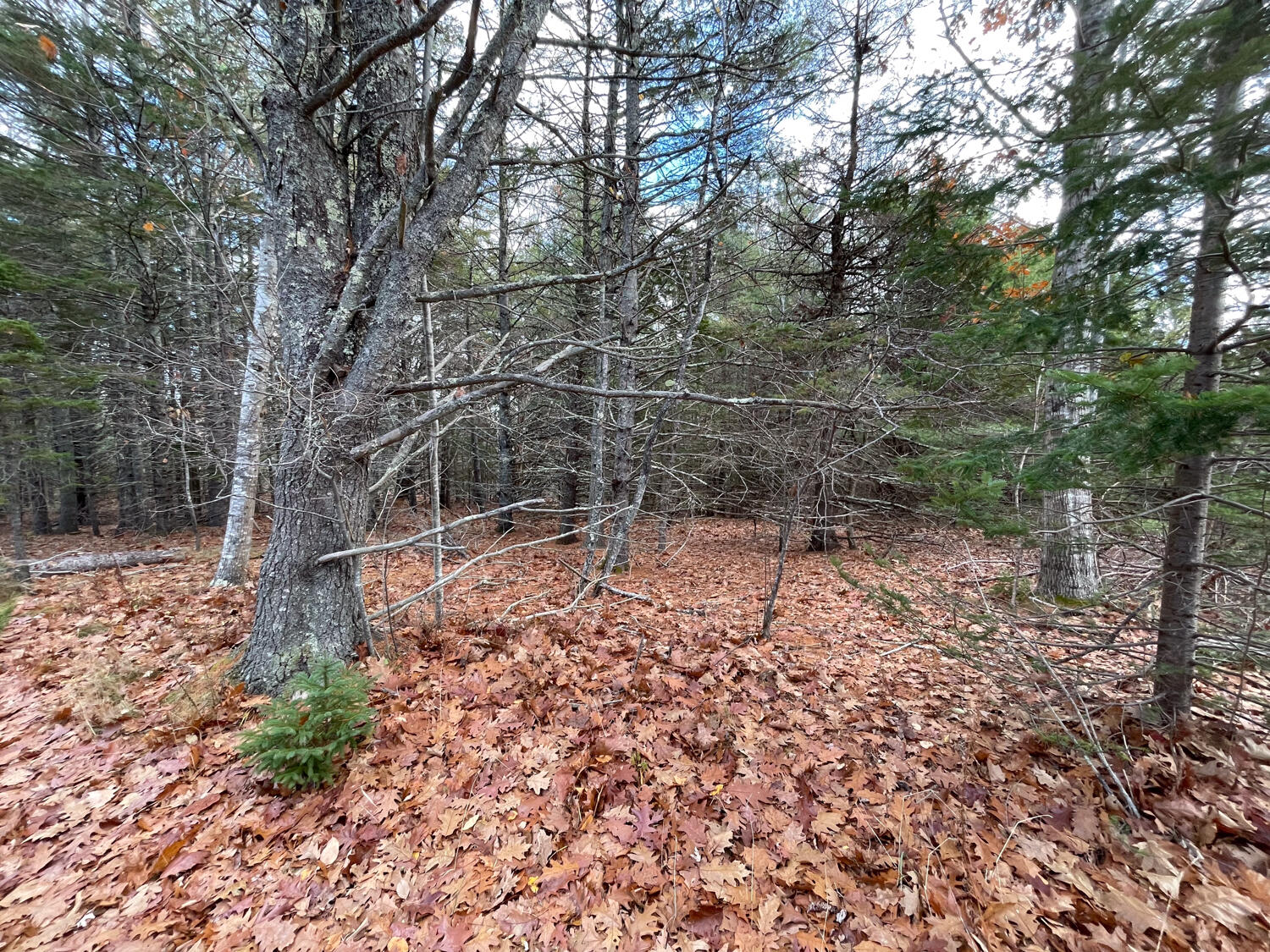 Lot #9-4 Oak Hill Road Mount Desert, ME 04660 - Photo 5 of 13 IMG_1031