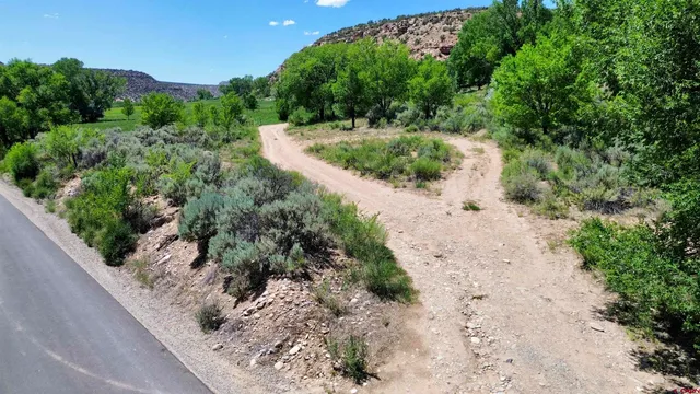 a view of a dry yard with large trees