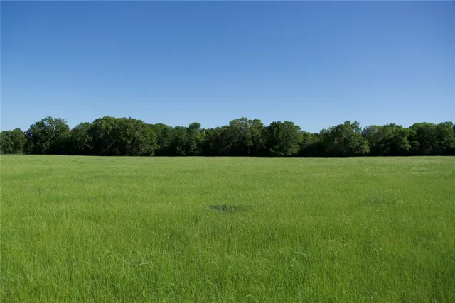 a view of a green field with plants