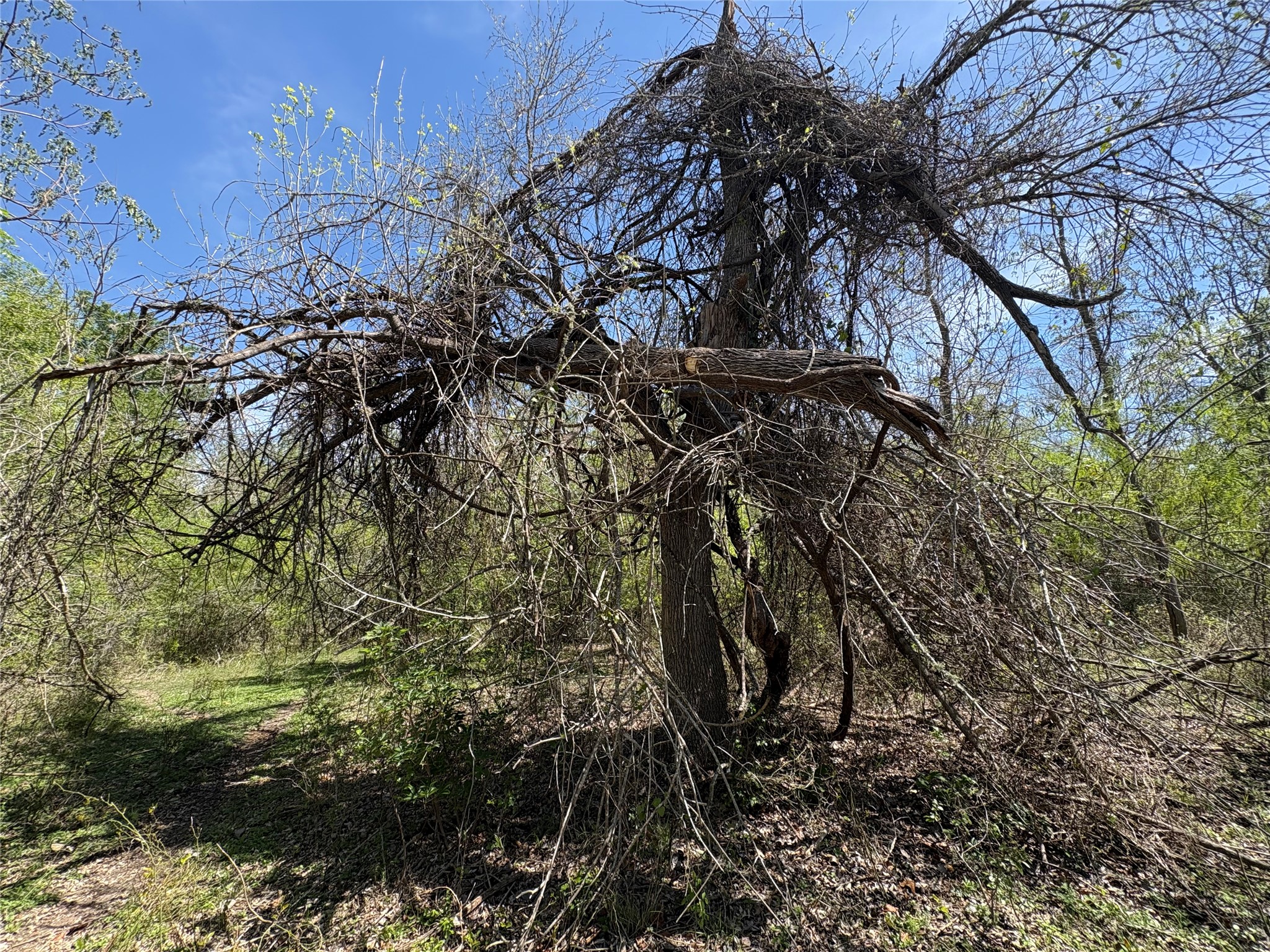 1285 Burdette Wells Road Lockhart, TX 78644 - Photo 13 of 32 View of nature