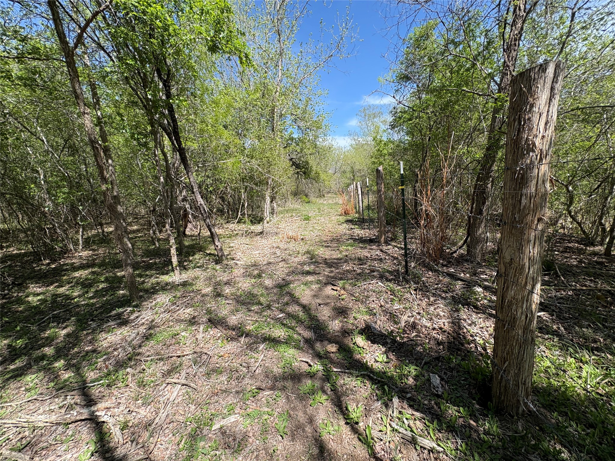 1285 Burdette Wells Road Lockhart, TX 78644 - Photo 14 of 32 View of tree filled area