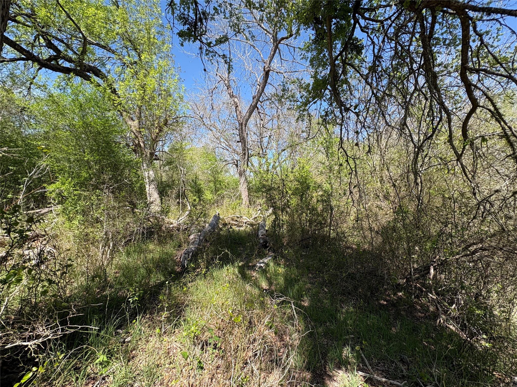 1285 Burdette Wells Road Lockhart, TX 78644 - Photo 16 of 32 View of woods
