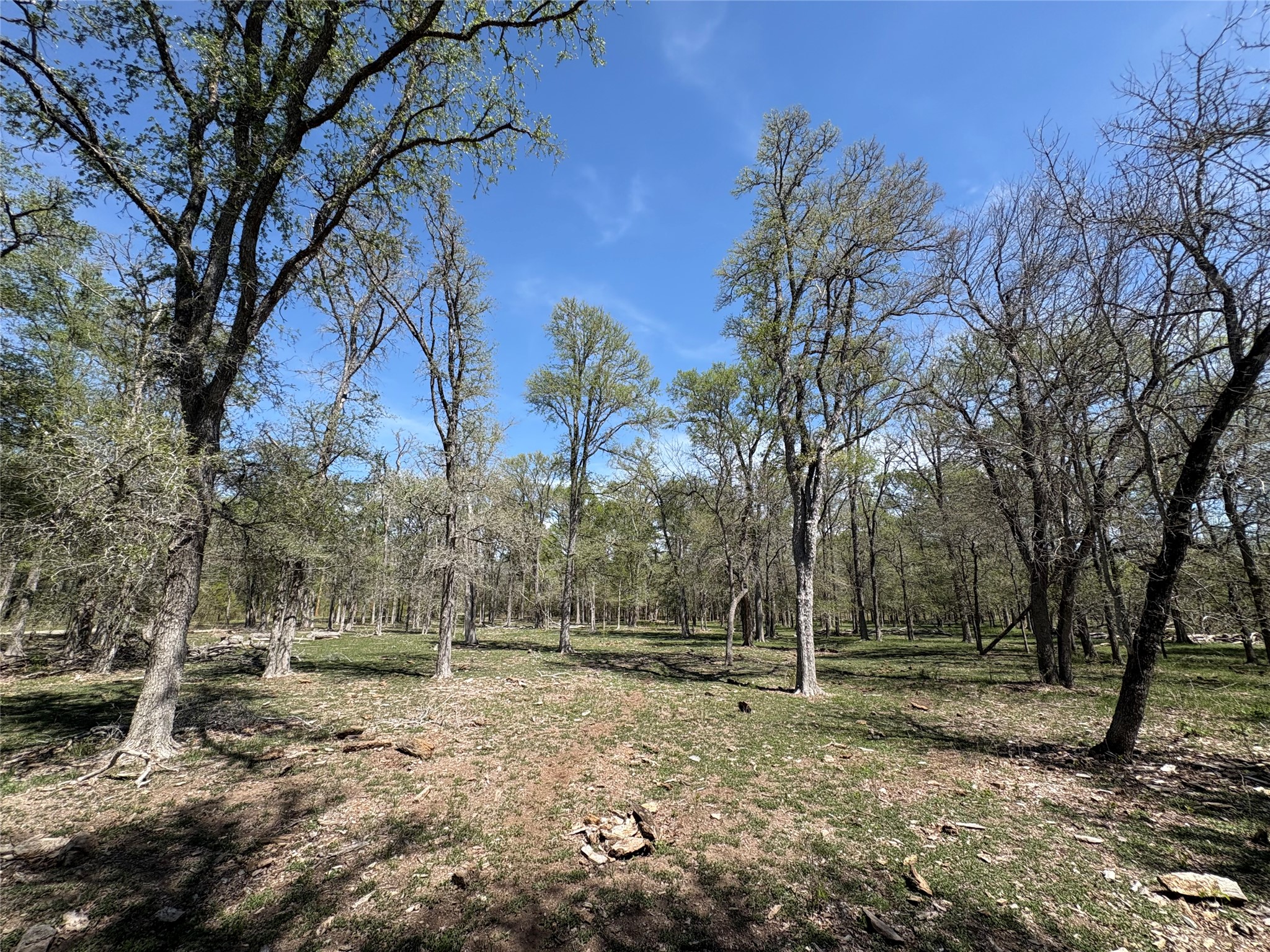 1285 Burdette Wells Road Lockhart, TX 78644 - Photo 19 of 32 View of yard
