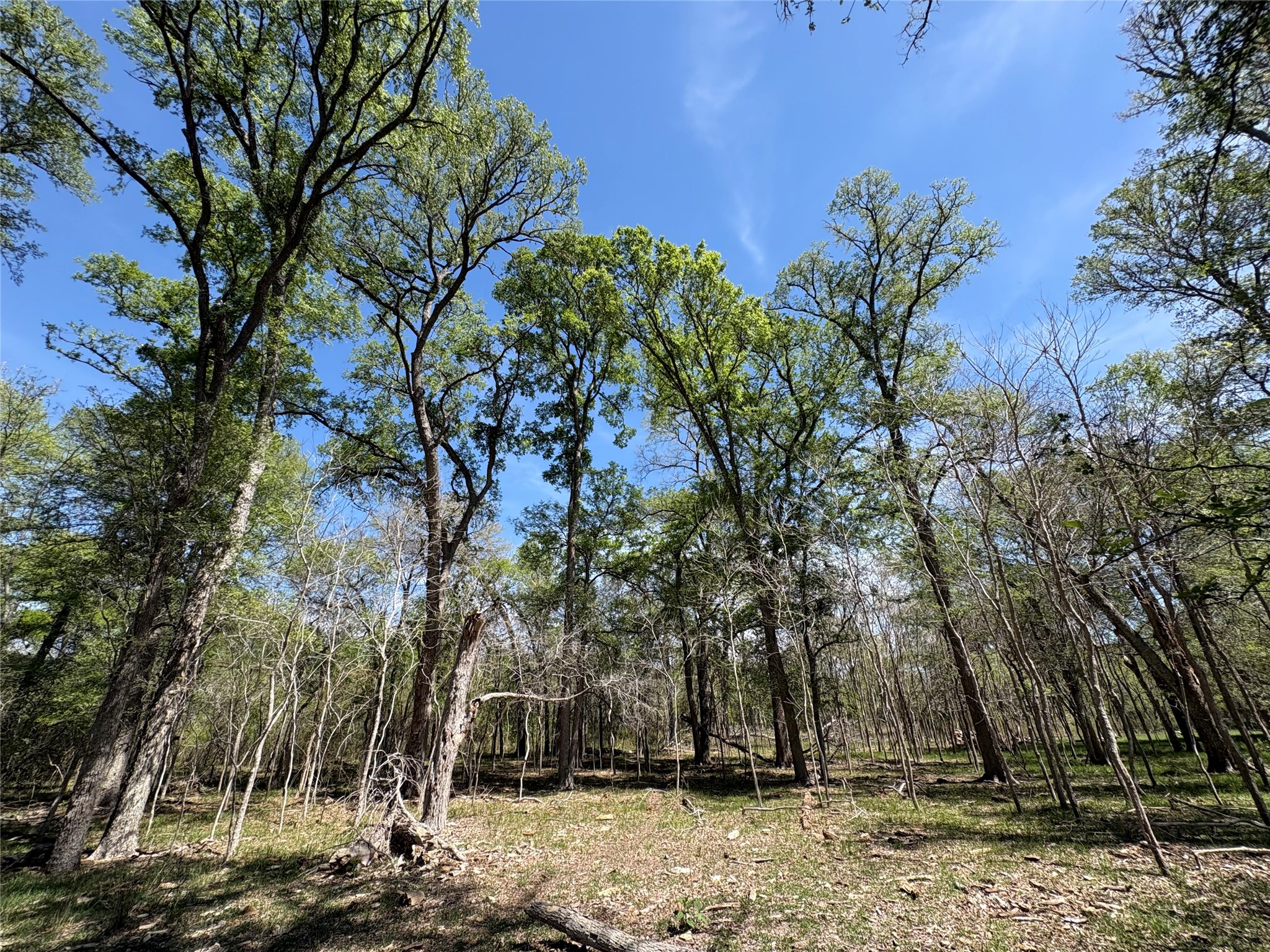 1285 Burdette Wells Road Lockhart, TX 78644 - Photo 20 of 32 View of undeveloped land