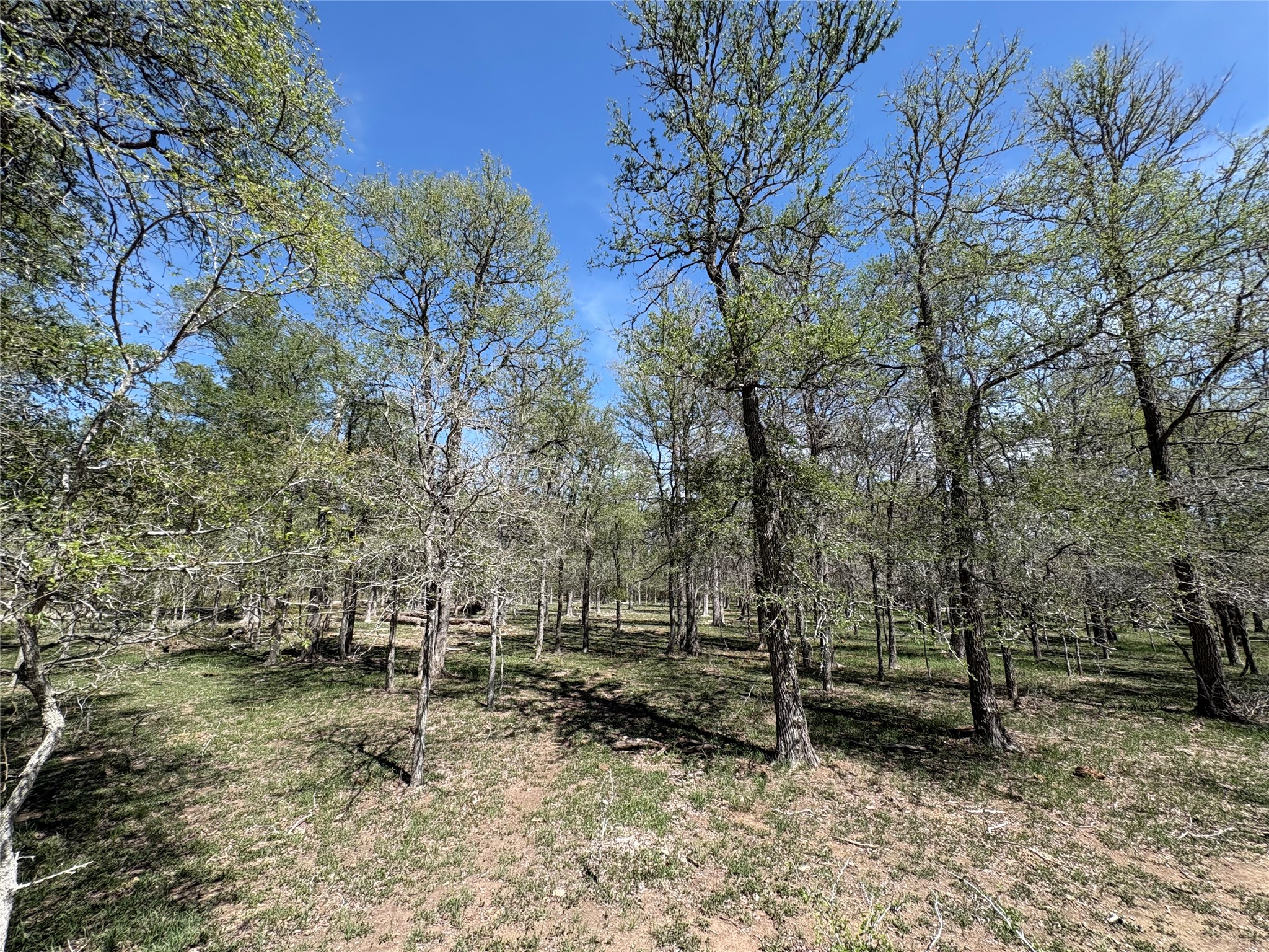 1285 Burdette Wells Road Lockhart, TX 78644 - Photo 22 of 32 View of yard