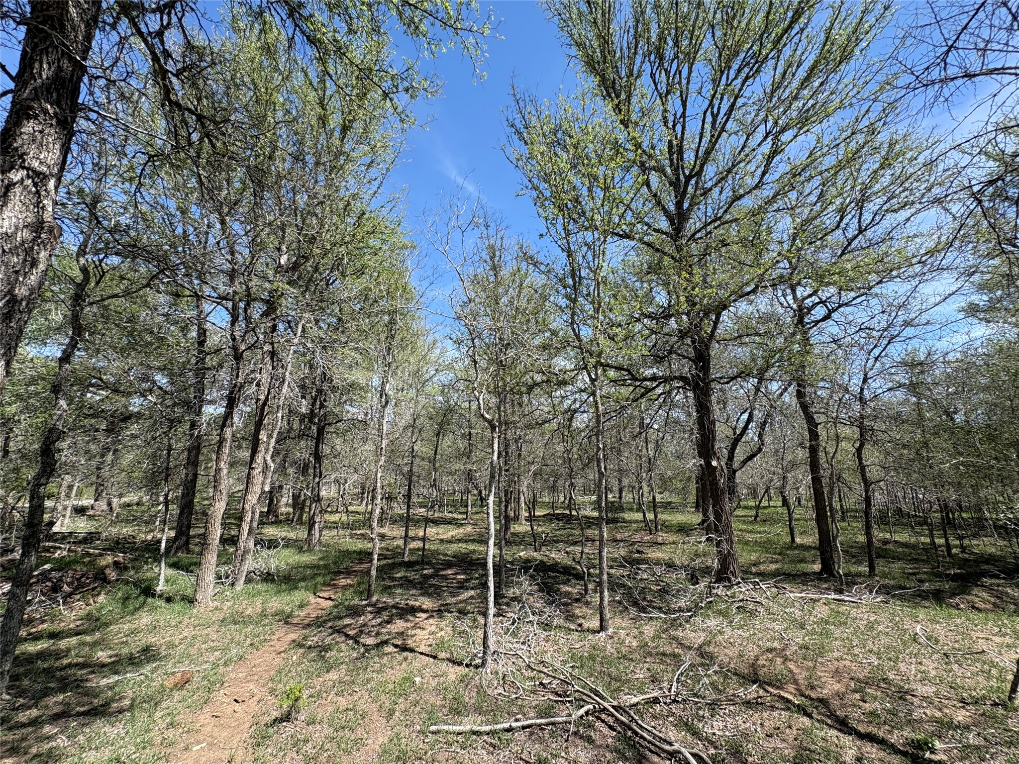 1285 Burdette Wells Road Lockhart, TX 78644 - Photo 23 of 32 View of local wilderness