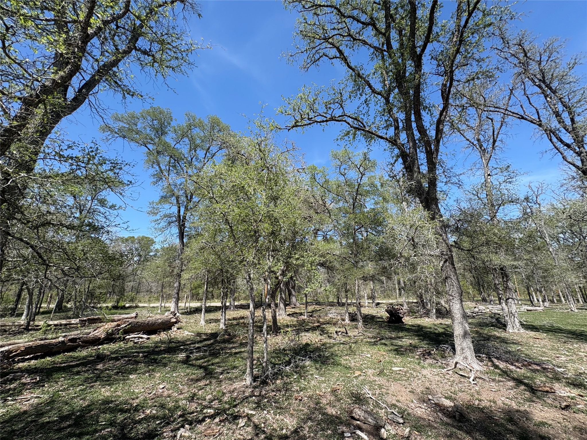 1285 Burdette Wells Road Lockhart, TX 78644 - Photo 23 of 36 a view of a forest filled with trees