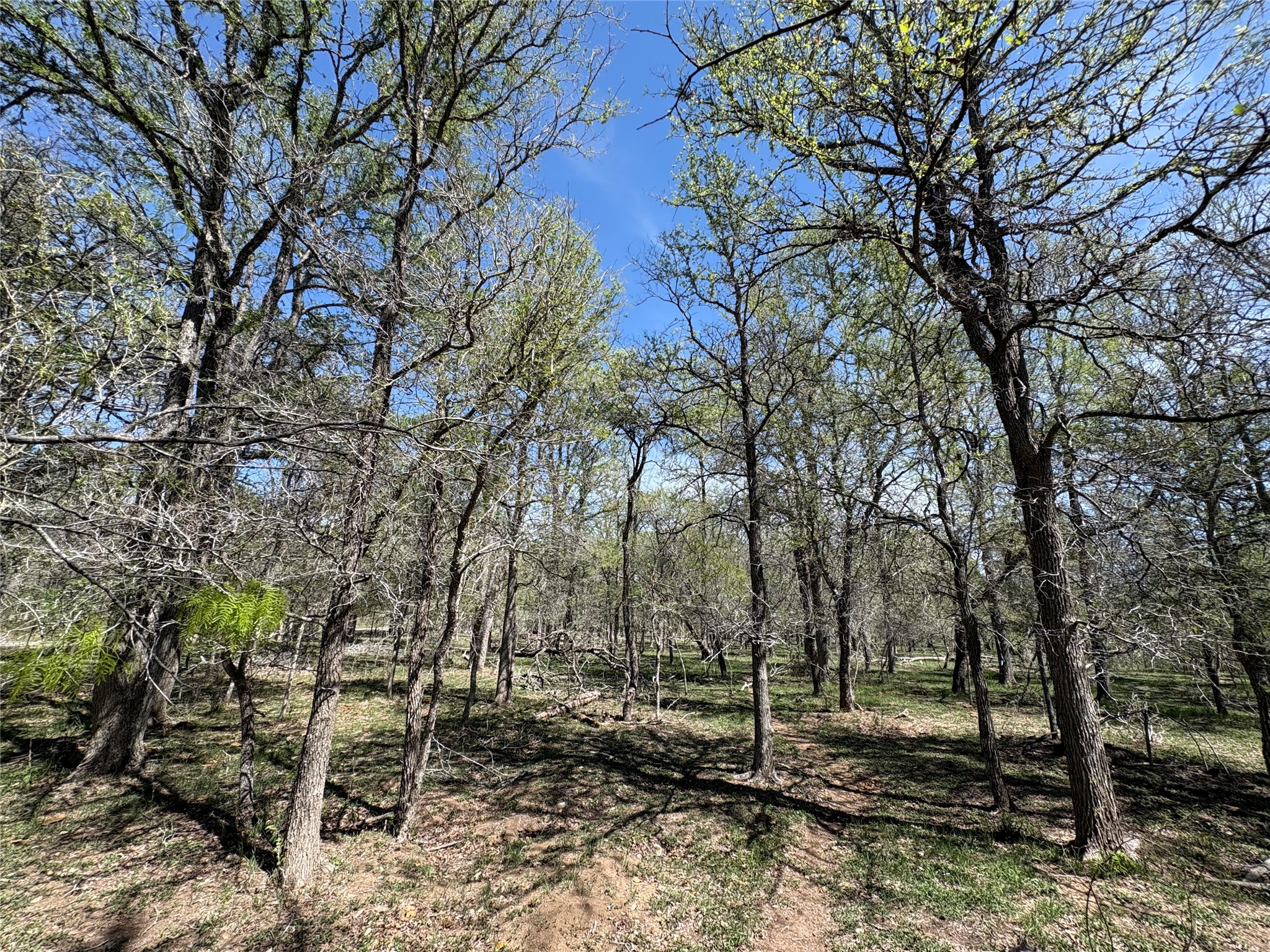 1285 Burdette Wells Road Lockhart, TX 78644 - Photo 24 of 32 View of local wilderness