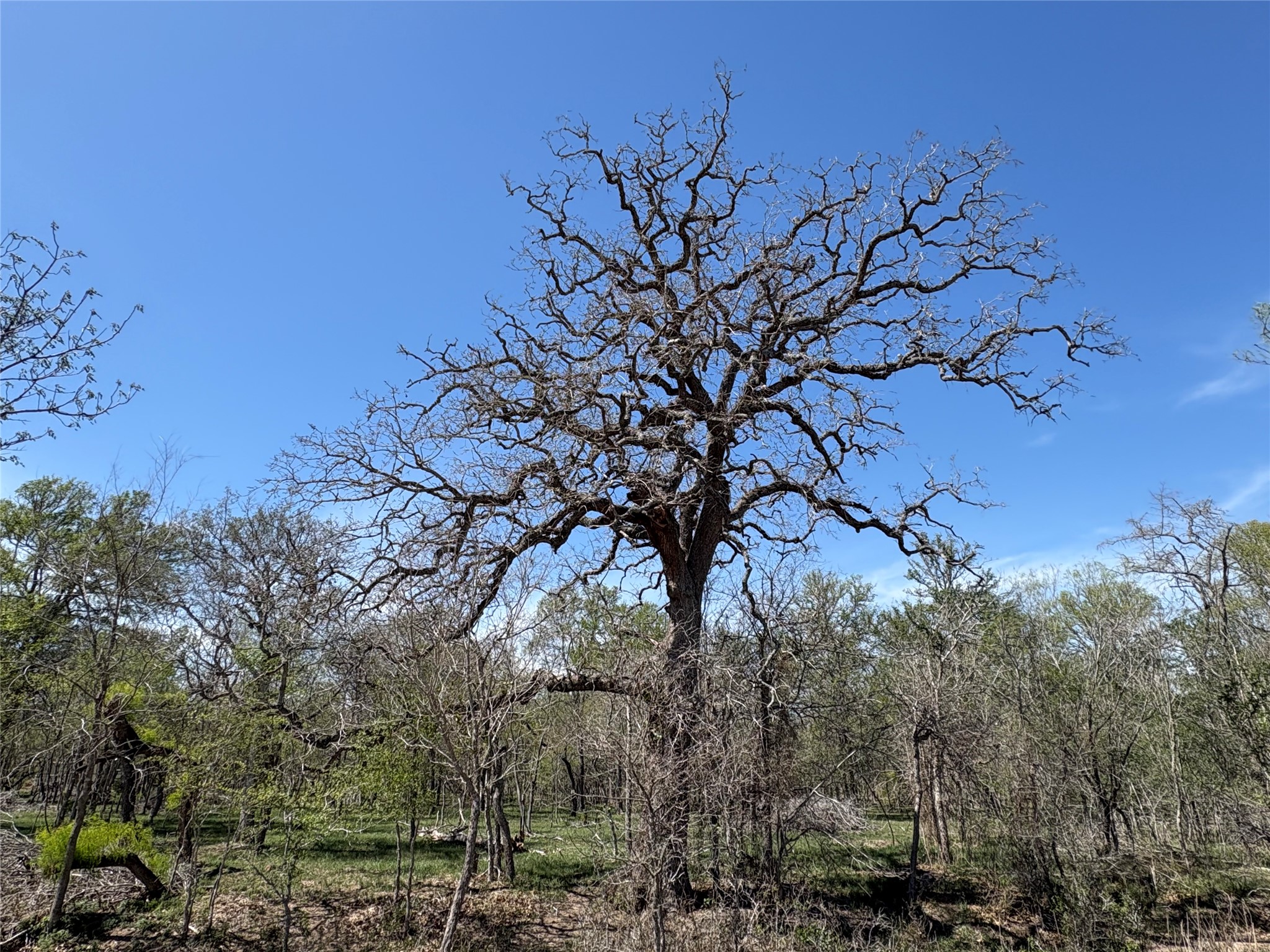 1285 Burdette Wells Road Lockhart, TX 78644 - Photo 7 of 36 a view of a tree