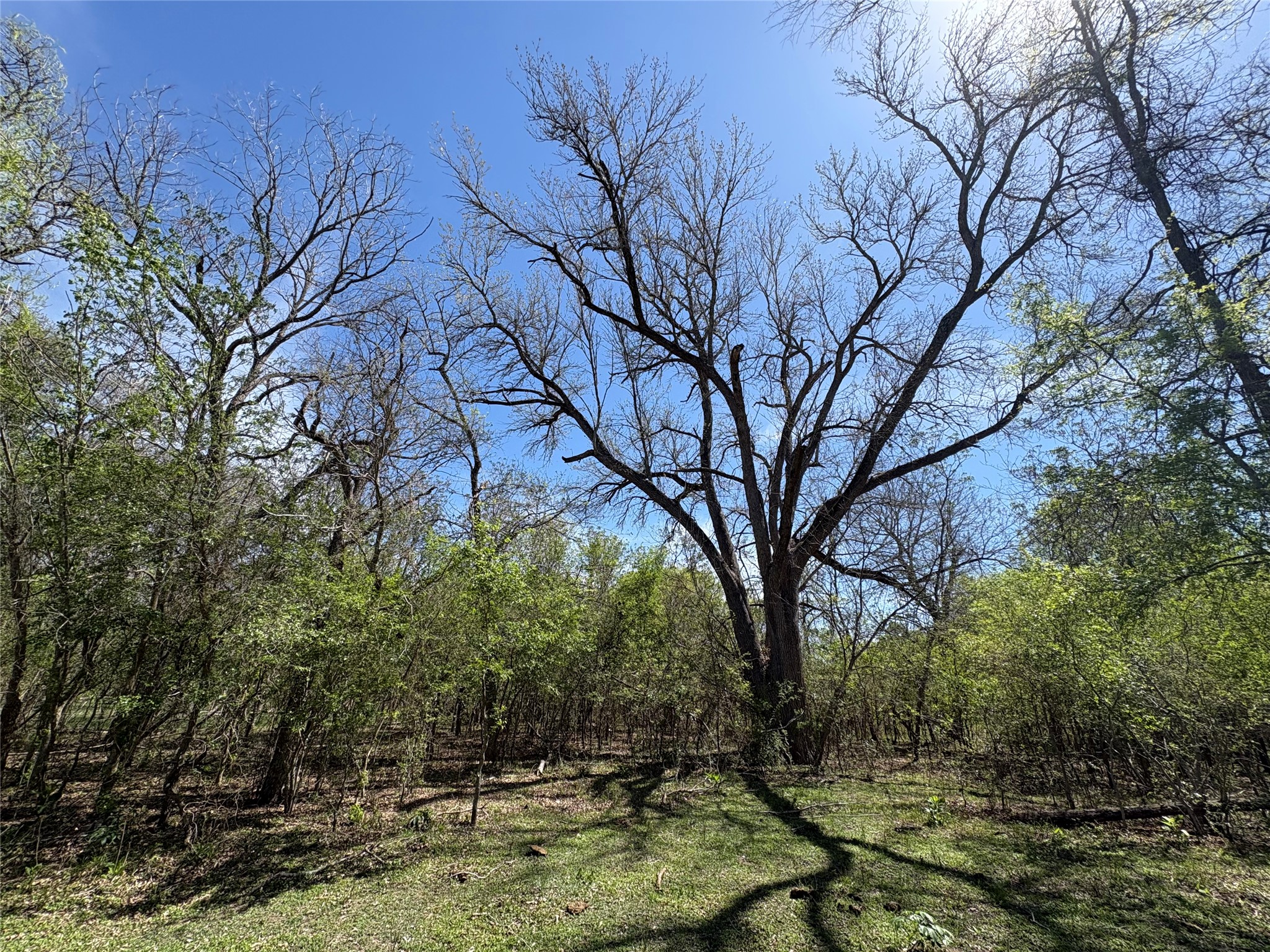 1285 Burdette Wells Road Lockhart, TX 78644 - Photo 10 of 32 View of yard