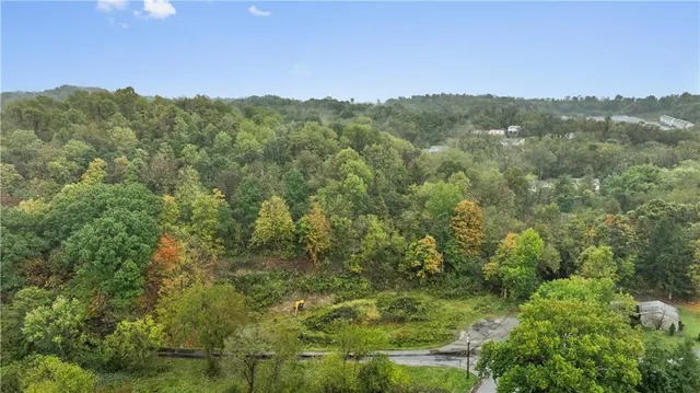 a view of a forest with an trees