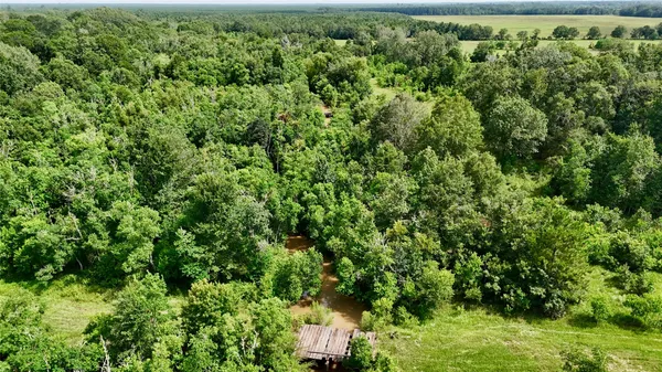 a view of a lush green forest