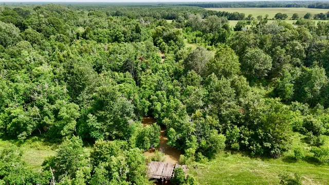 a view of a lush green forest