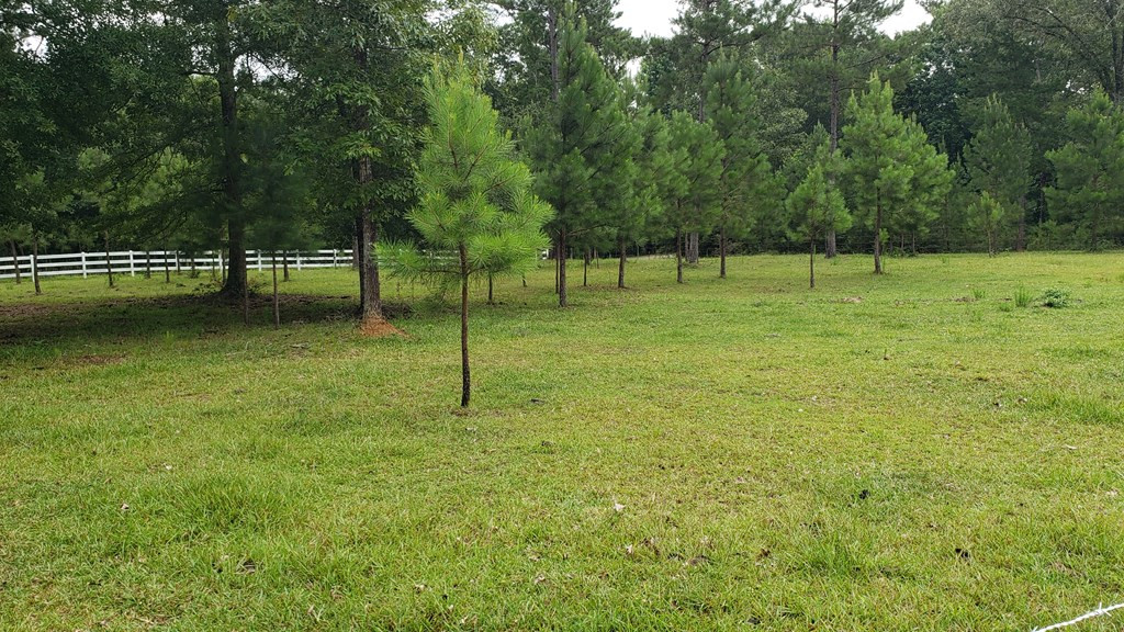 271 A Ed Taylor Road Tylertown, MS 39667 - Photo 15 of 72 Photo 15