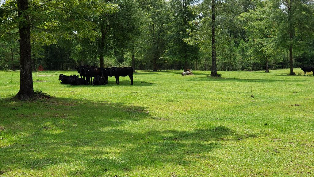 271 A Ed Taylor Road Tylertown, MS 39667 - Photo 41 of 72 Photo 42