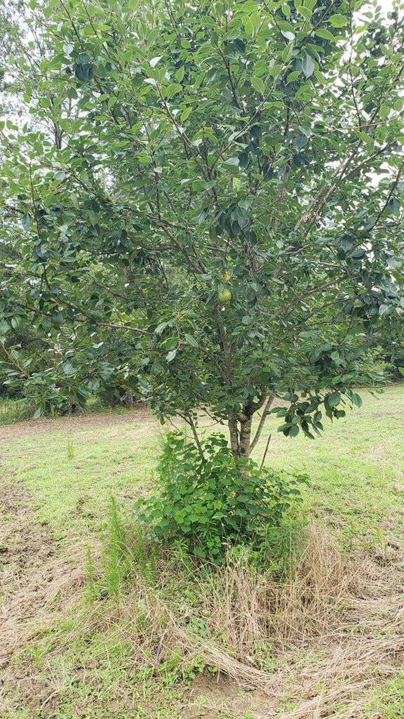 271 A Ed Taylor Road Tylertown, MS 39667 - Photo 71 of 72 Photo 72