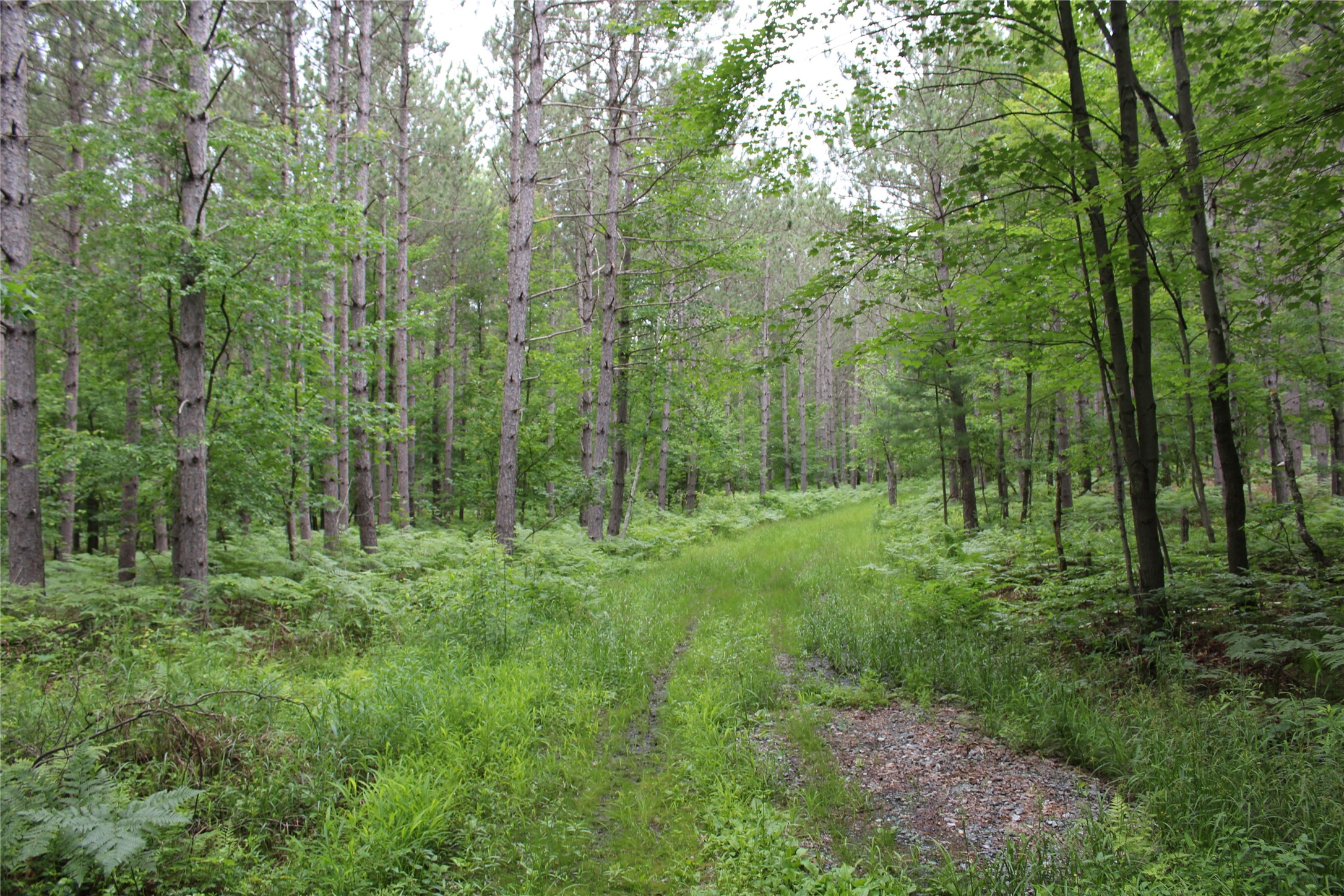 0 Rouse Road Neillsville, WI 54456 - Photo 12 of 27