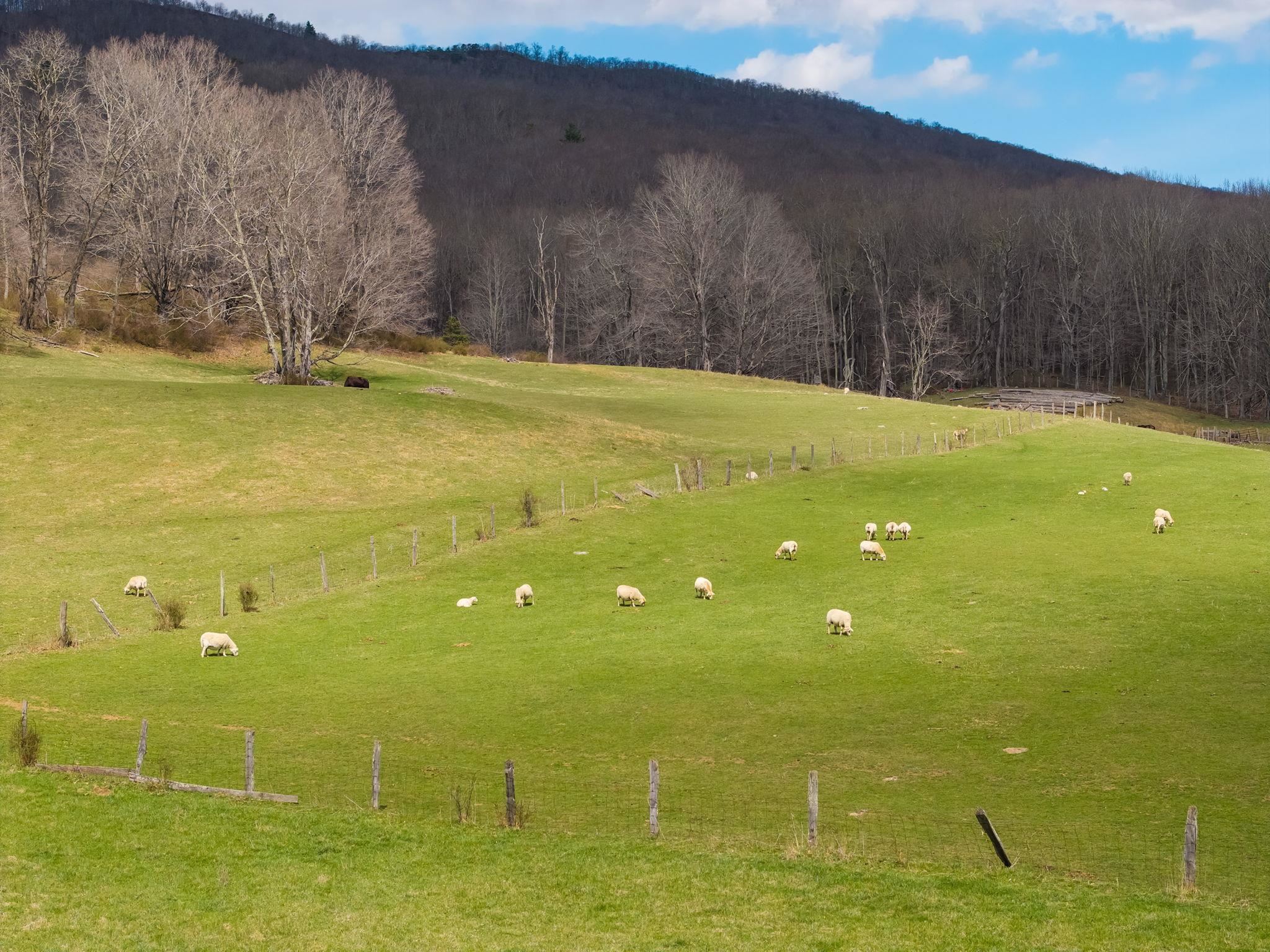 3356 Jackson River Road Monterey, VA 24465 - Photo 60 of 72