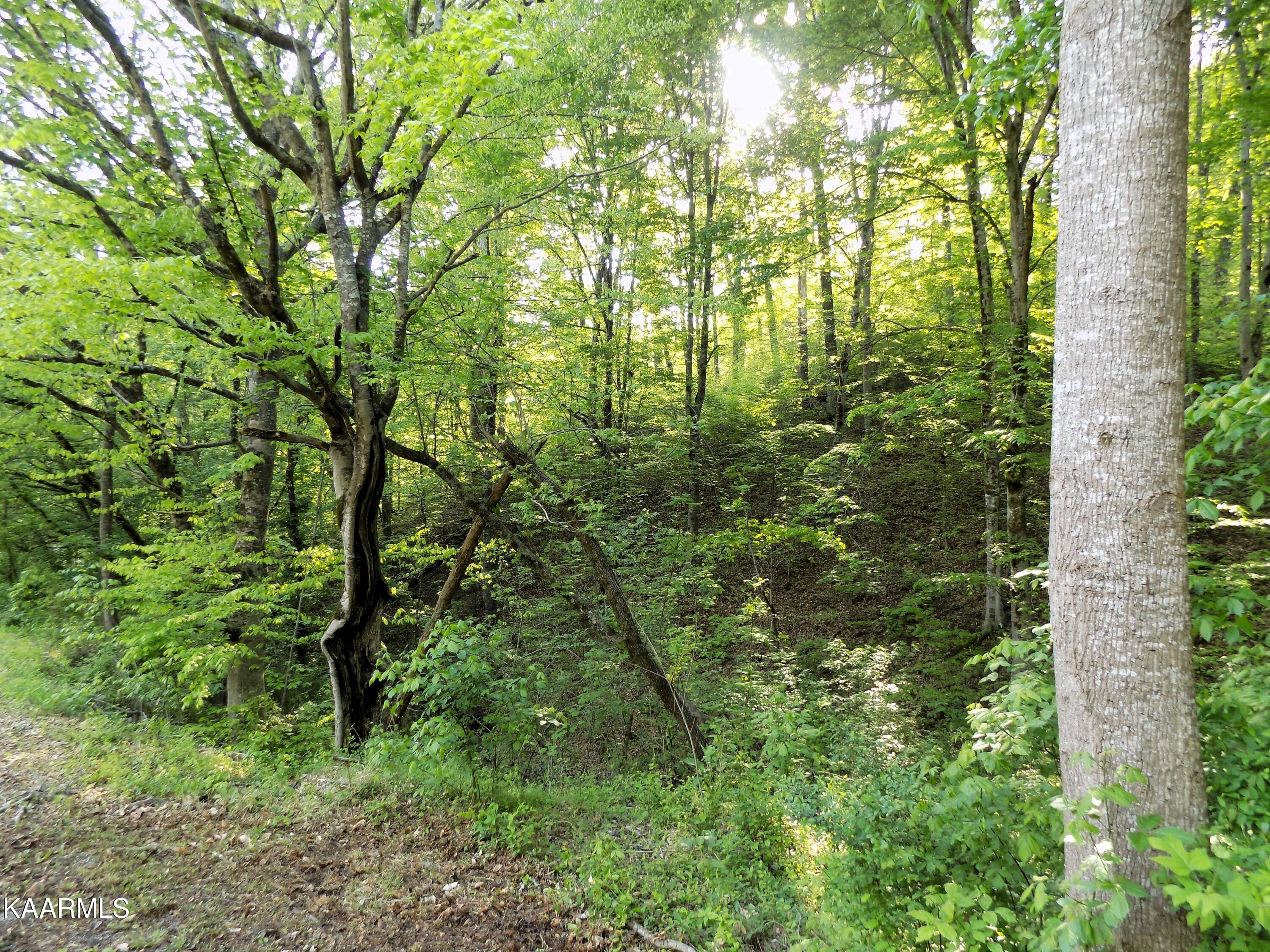 023.04 Driftwood Road Cosby, TN 37722 - Photo 4 of 5 04