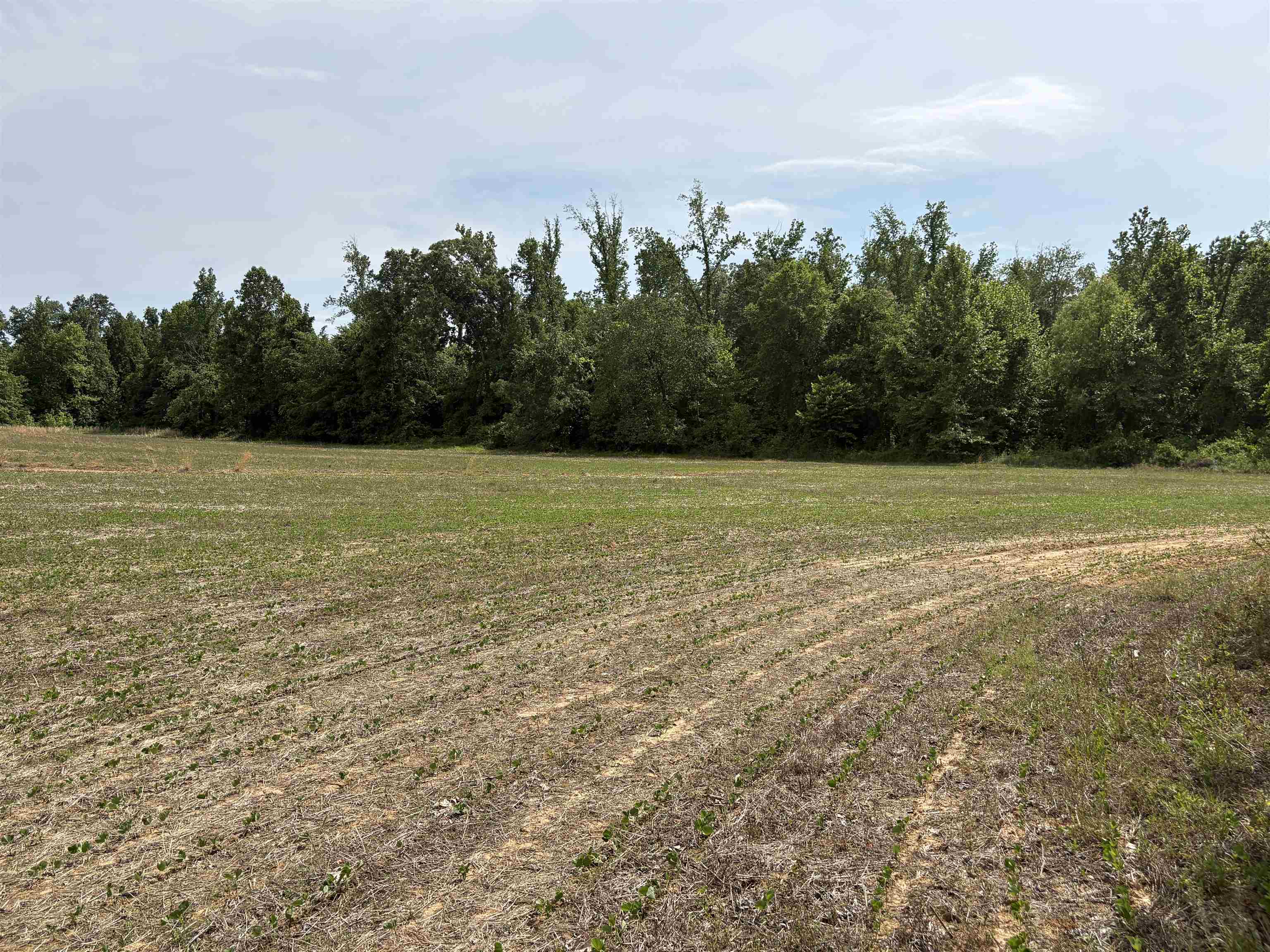 1200 Sand Ridge Bargerton Road Lexington, TN 38351 - Photo 21 of 24