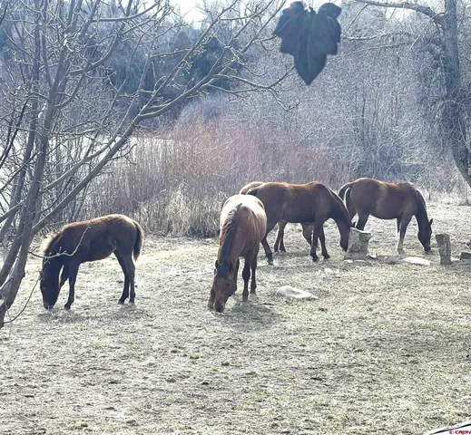 $769,000 | 684 Estates Circle Road, Pagosa Springs, CO 81147