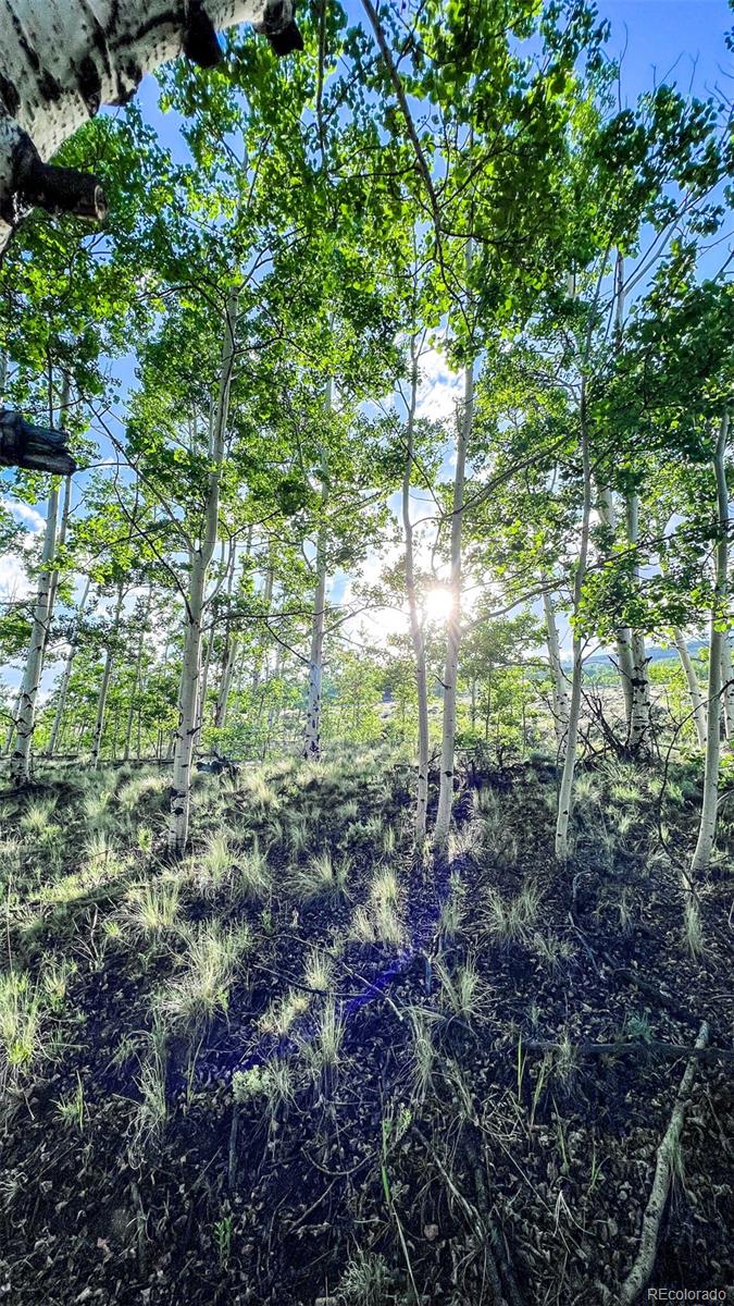 5 Co Road Fairplay, CO 80440 - Photo 14 of 14 a view of forest