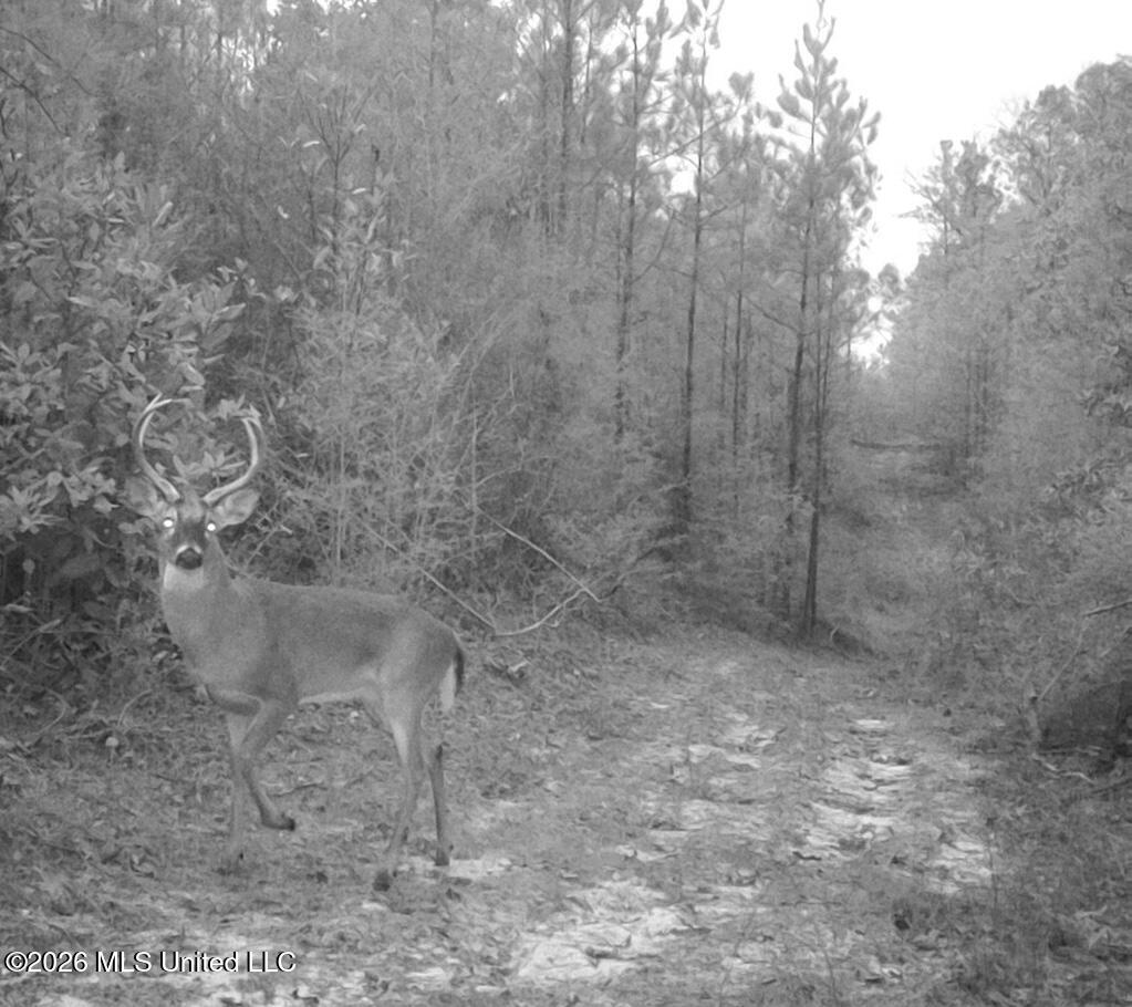 356 Forestry Road Beaumont, MS 39423 - Photo 2 of 5 image000000