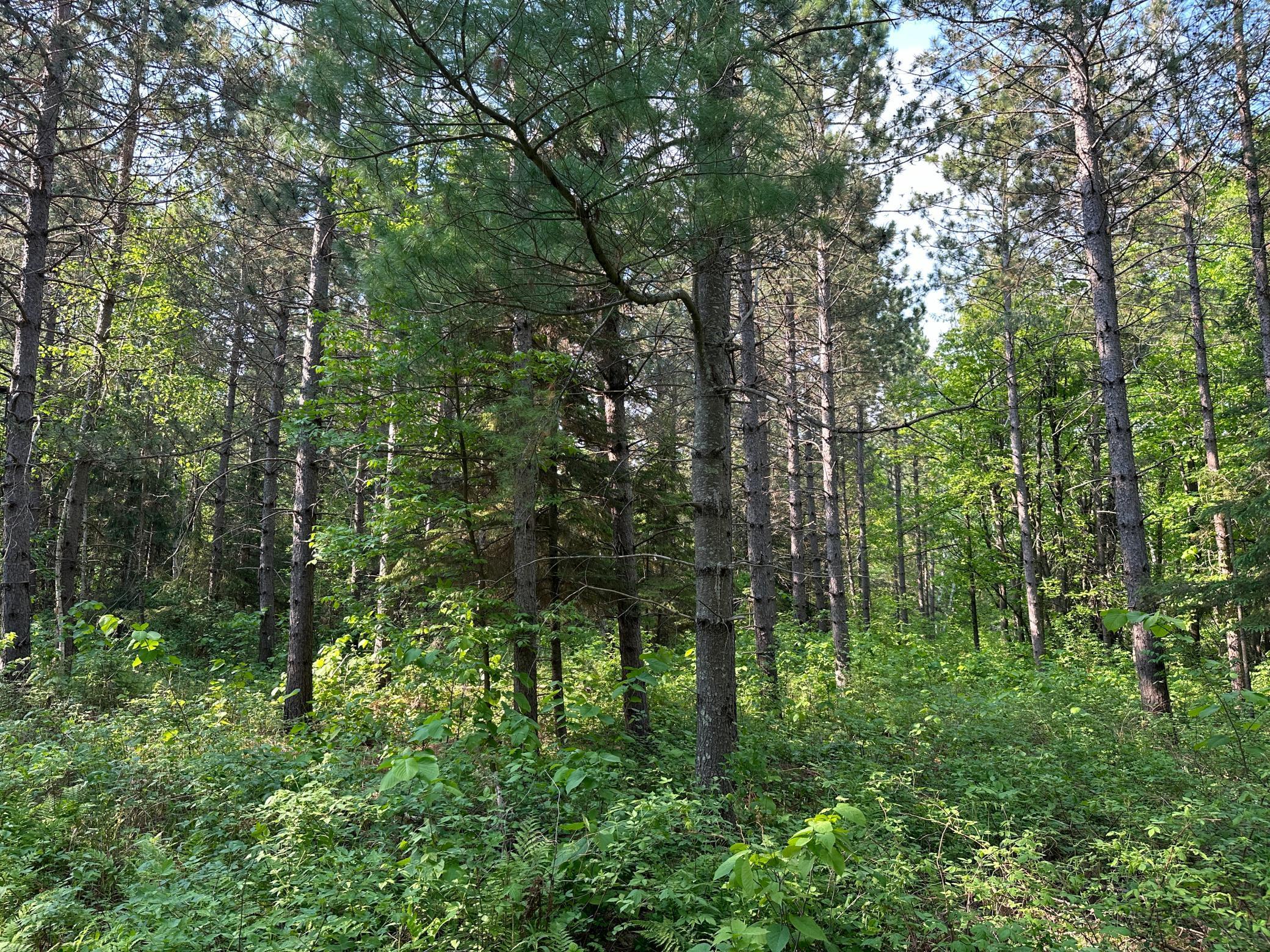 Tbd Tbd 52nd Street Southwest Pequot Lakes, MN 56472 - Photo 11 of 24