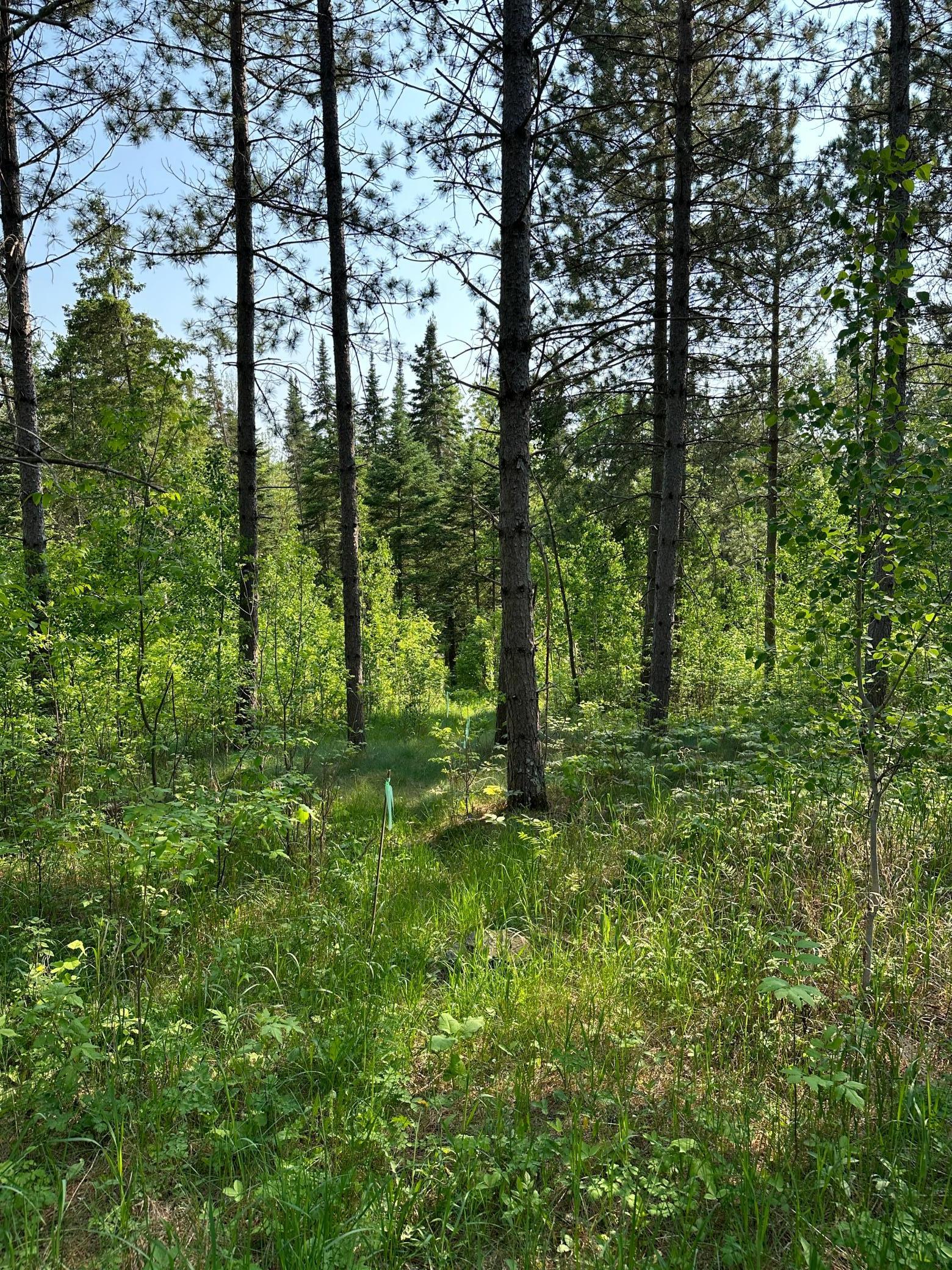 Tbd Tbd 52nd Street Southwest Pequot Lakes, MN 56472 - Photo 6 of 24