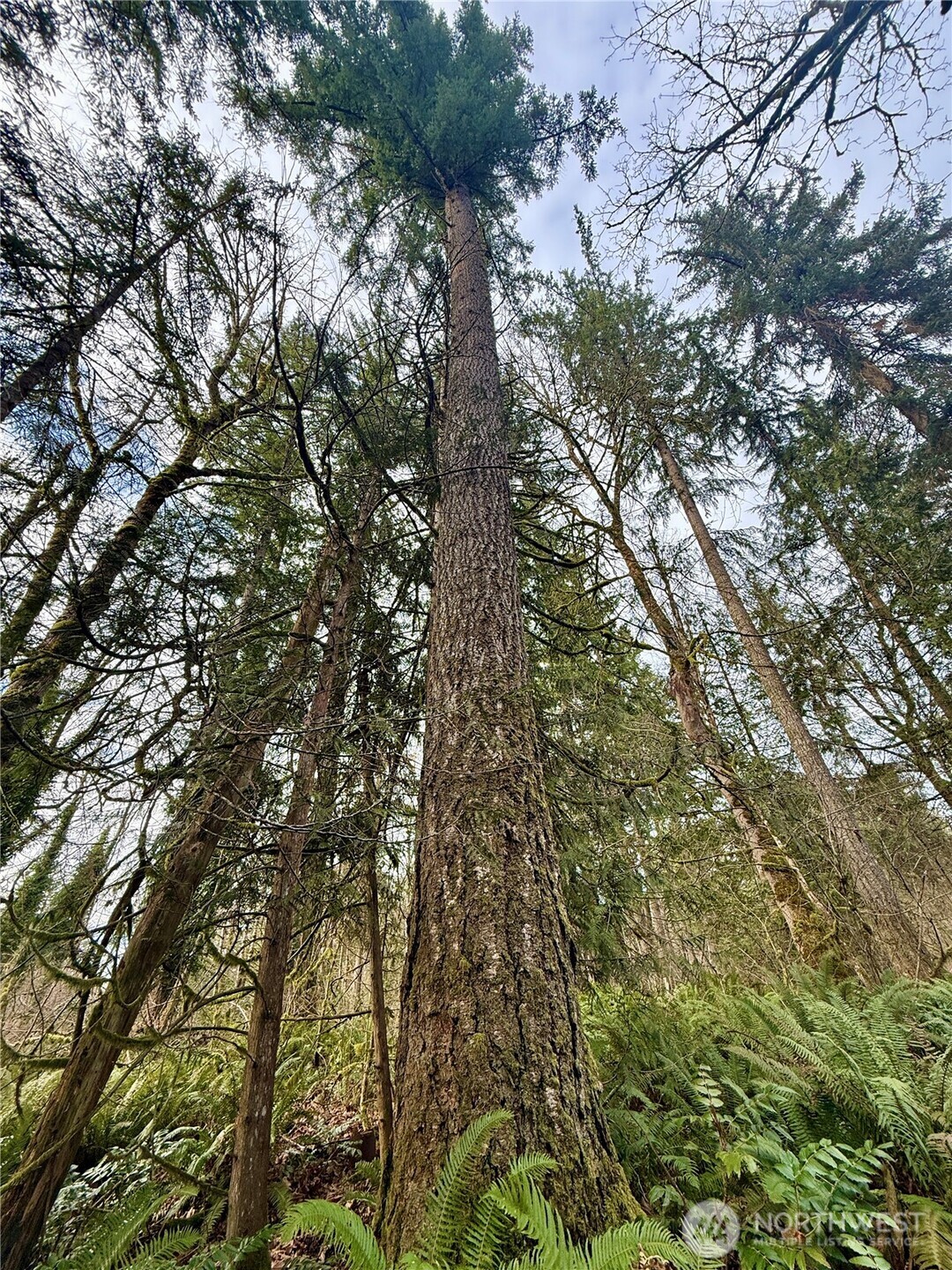 20403 Southeast 248th Street Maple Valley, WA 98038 - Photo 16 of 38 a view of a tree in a yard