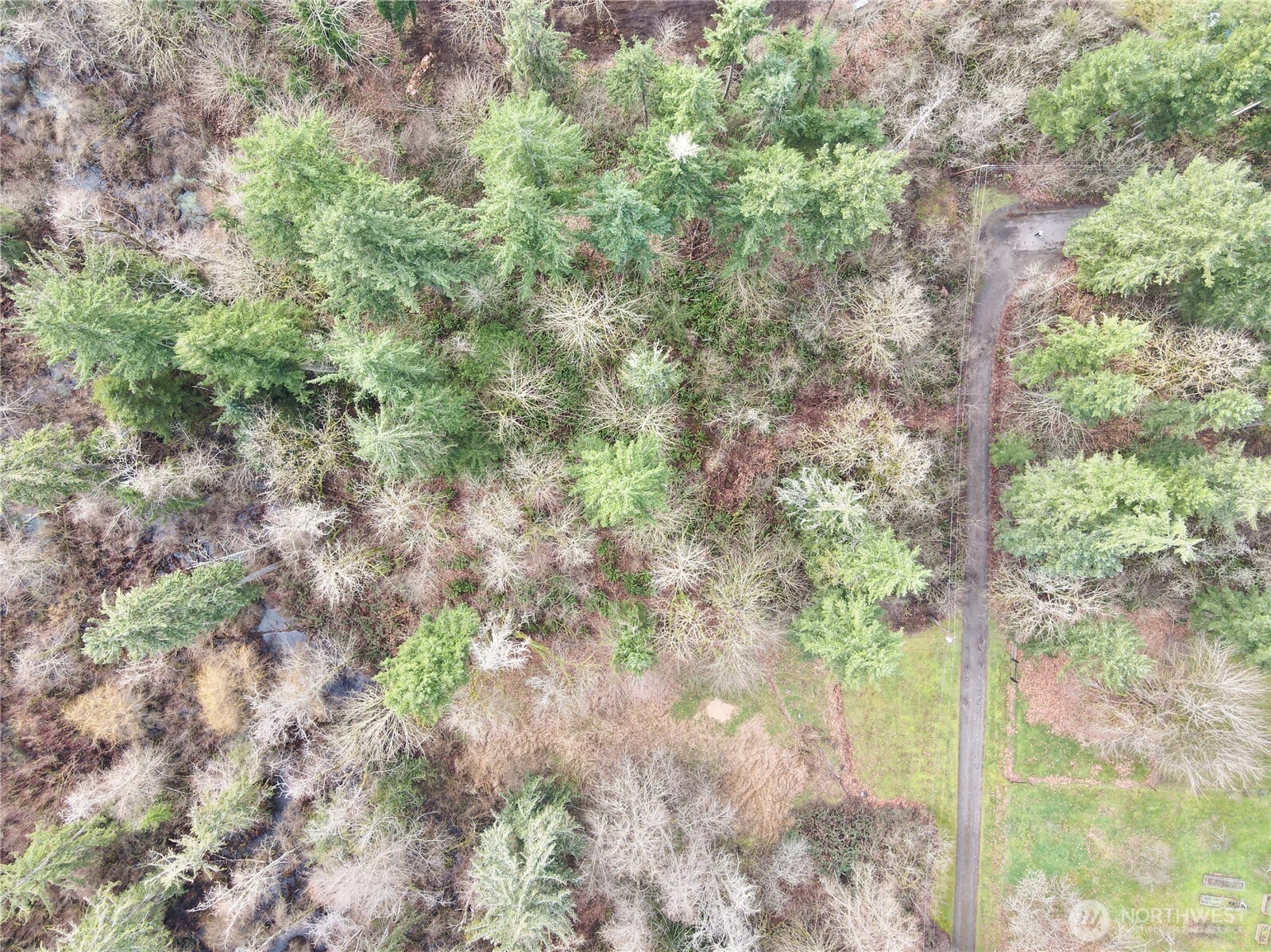 20403 Southeast 248th Street Maple Valley, WA 98038 - Photo 17 of 38 a view of a trees in a forest