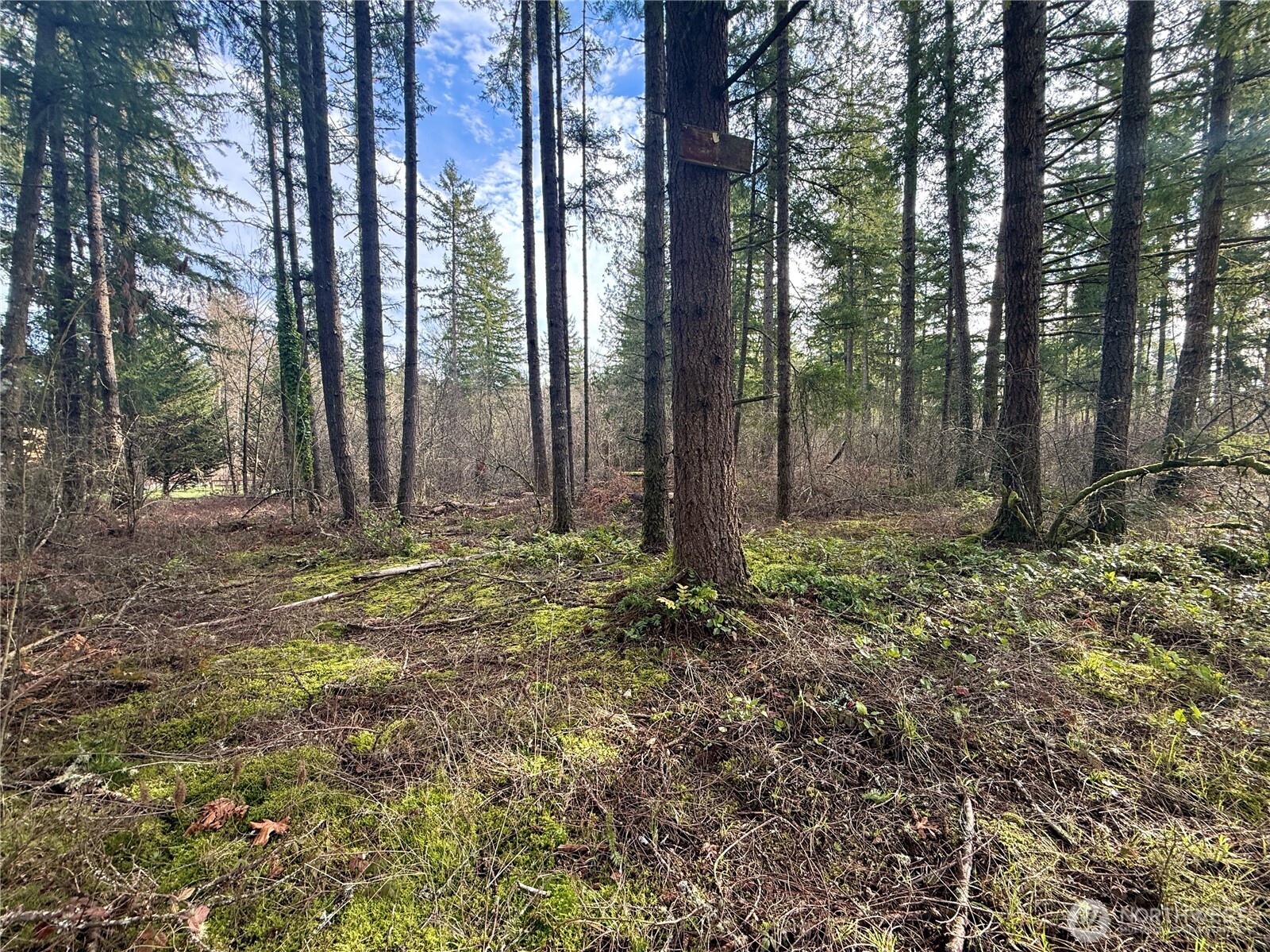 20403 Southeast 248th Street Maple Valley, WA 98038 - Photo 22 of 38 a view of backyard and tree