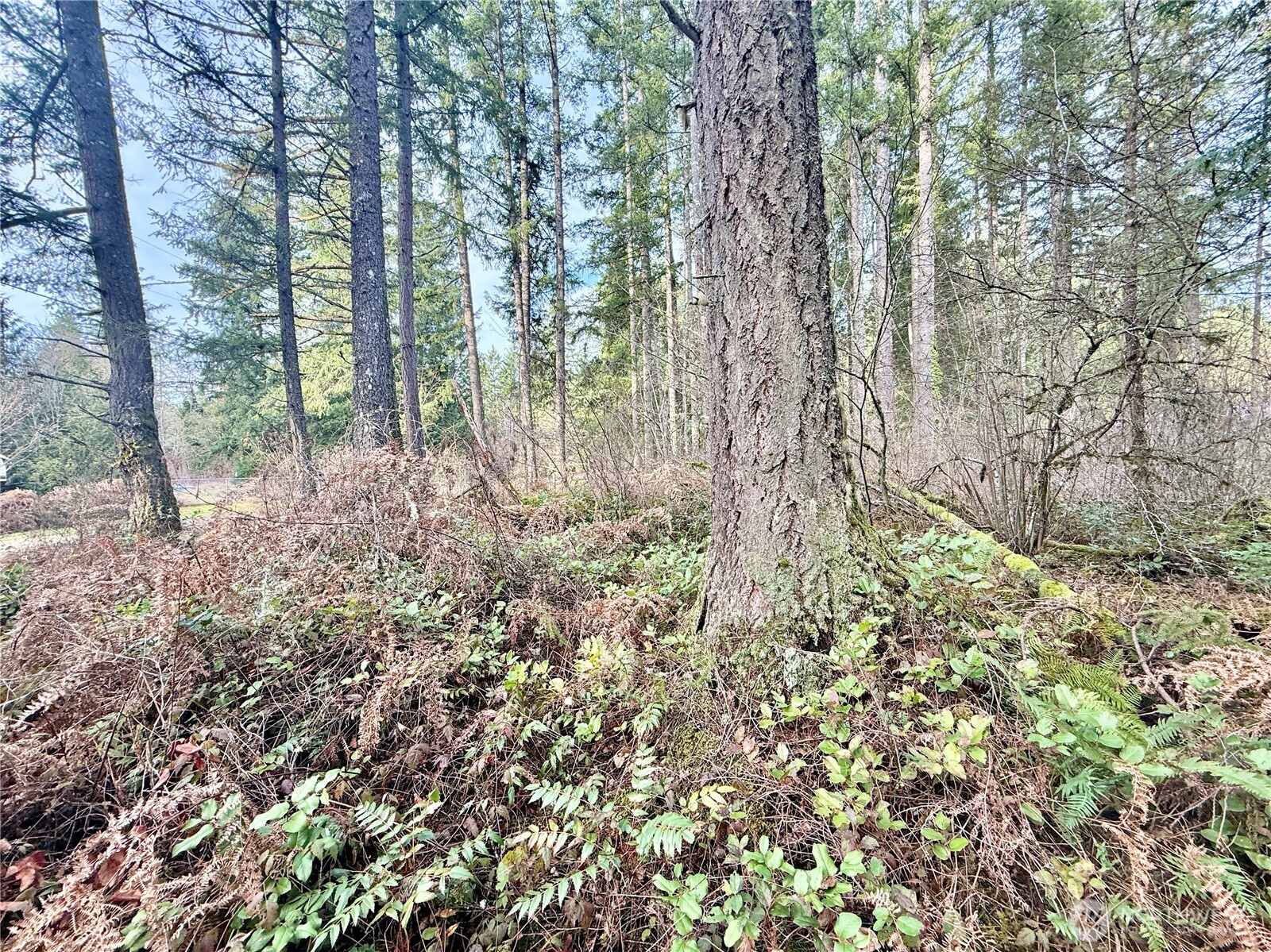 20403 Southeast 248th Street Maple Valley, WA 98038 - Photo 34 of 38 a view of forest