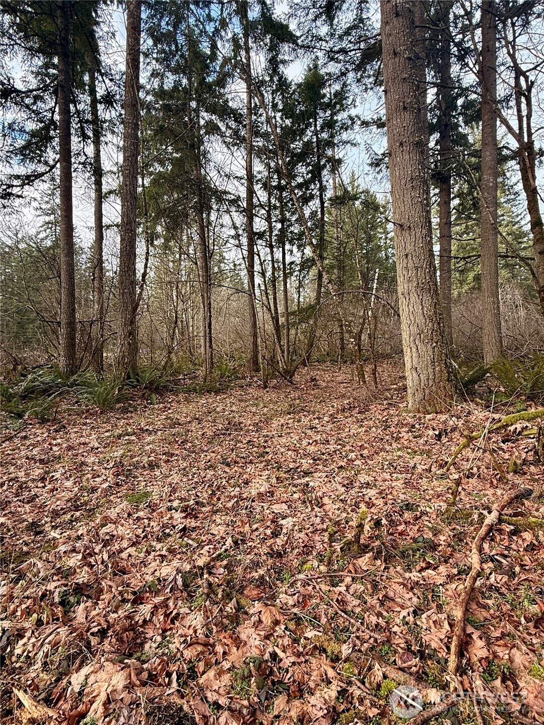 20403 Southeast 248th Street Maple Valley, WA 98038 - Photo 35 of 38 a backyard of a house with lots of green space