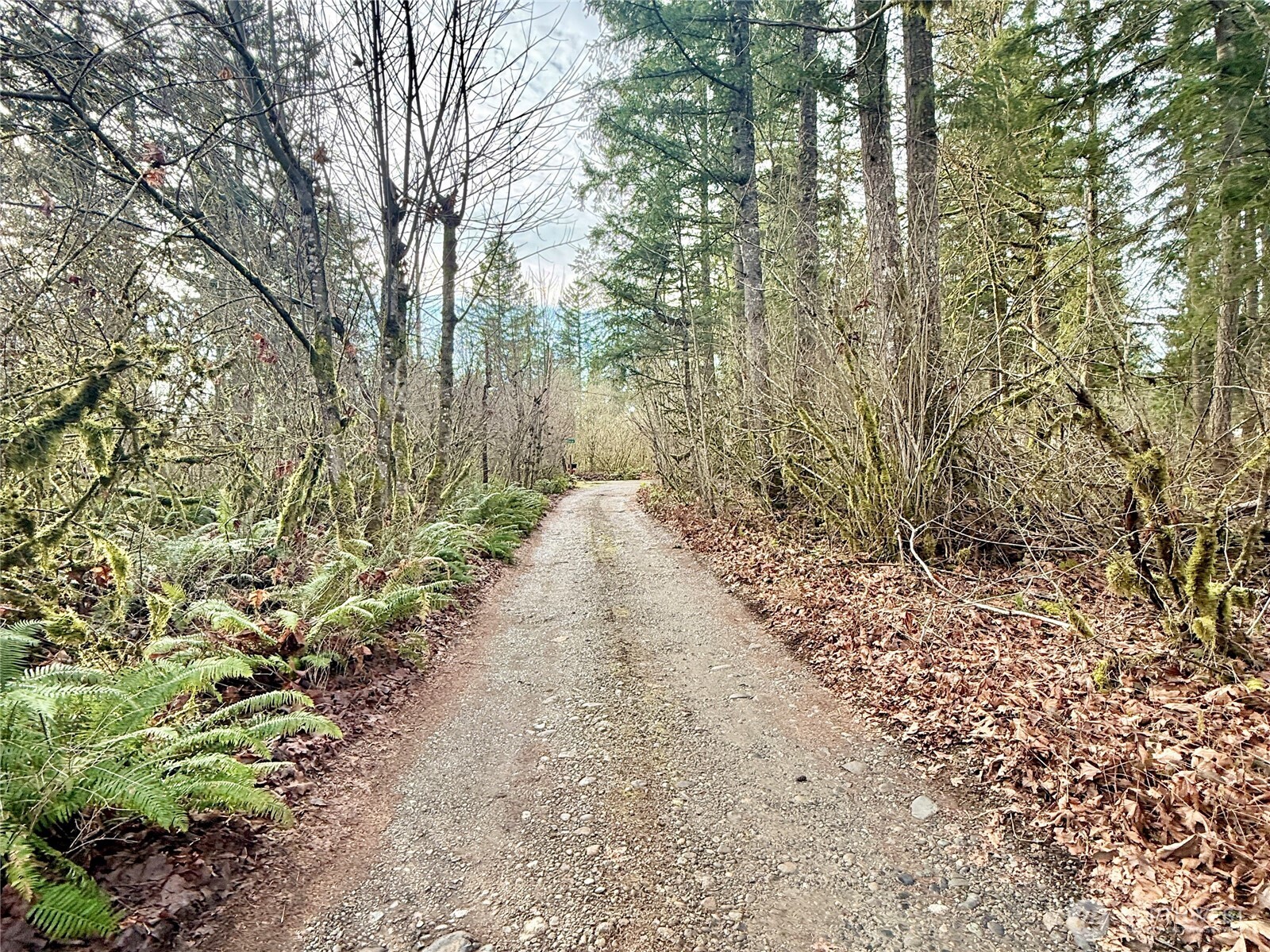 20403 Southeast 248th Street Maple Valley, WA 98038 - Photo 5 of 38 a pathway of a yard