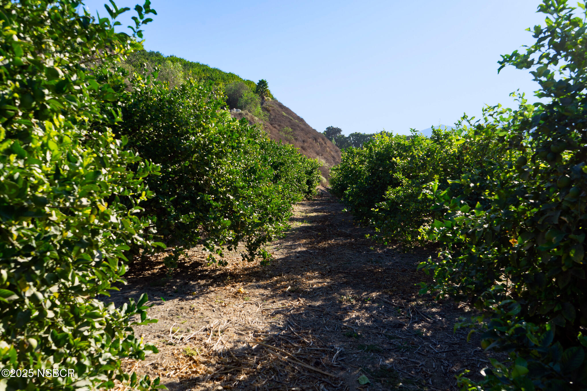 915 East Telegraph Road Fillmore, CA 93015 - Photo 5 of 24 Orchards