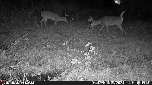 34 Aycock Road Deville, LA 71328 - Photo 3 of 13