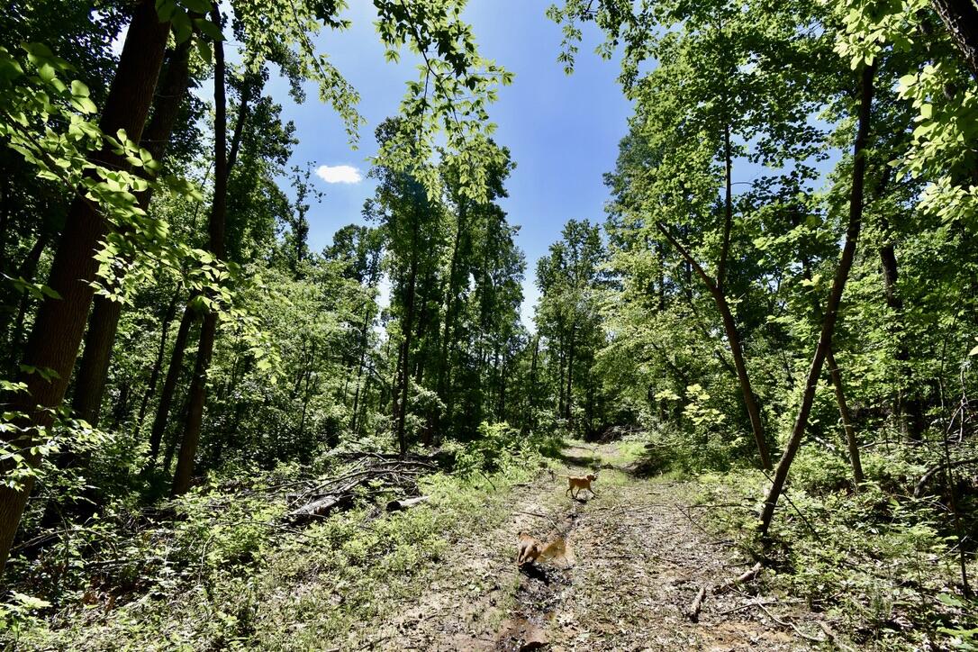 4296 Ronnie Lake Road Utica, KY 42376 - Photo 14 of 43 A0AA67AE-D951-41CA-9F04-0E98119CEEBB_1_1
