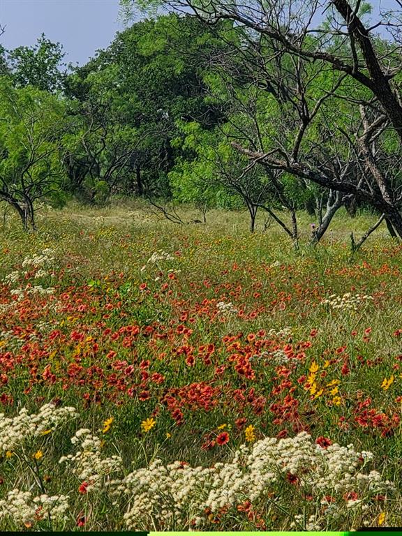 19069 Highway 6 Gorman, TX 76454 - Photo 4 of 8 a view of a yard with plants and large trees