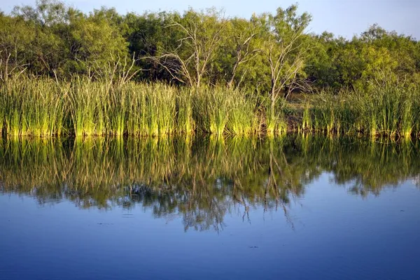 a ocean view with palm trees