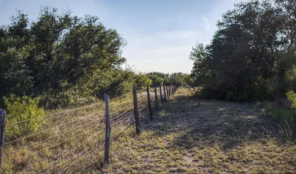 a view of a yard with a tree