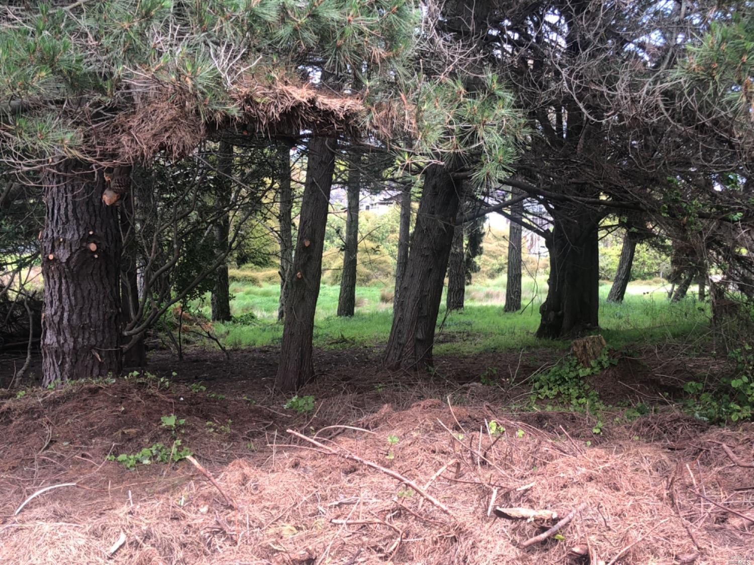 a view of a trees in the forest