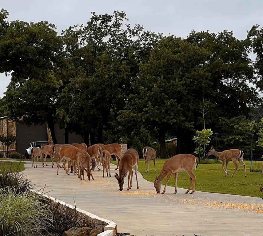 7421 Dawn Avenue Pilot Point, TX 76258 - Photo 3 of 40 a view of outdoor space yard and patio